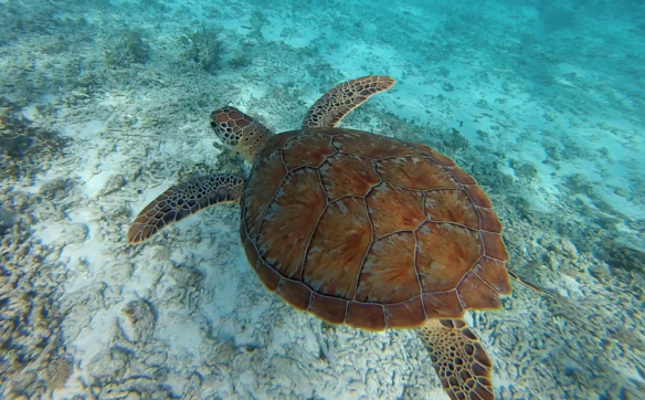 snorkeling en guadeloupe tortue