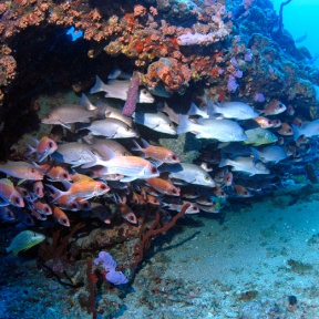 Rhone-banc-de-poissons